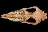 Running Rhino (Subhyracodon) Skull - South Dakota #131361-21
